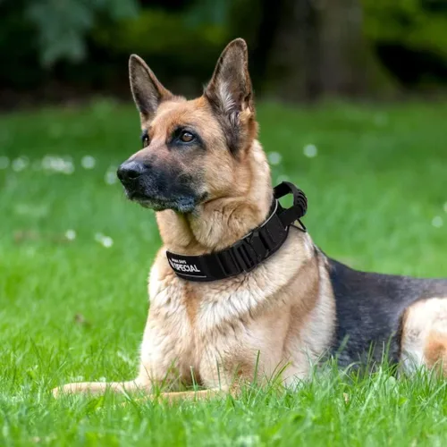 Vista 5 de Beirui Collar táctico de perro de 2.5 pulgadas con asa, resistente 2.6 in de ancho, collar táctico para perro con hebilla de metal fuerte, collar