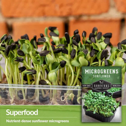 Vista 3 de Semillas de microgreens de girasol para brotar – Planta y cultiva brotes de nuez y crujientes llenos de proteínas y vitaminas – Heirloom de rápido