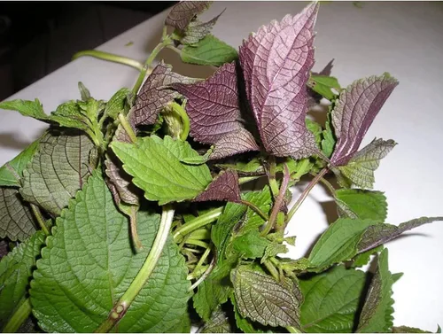 Vista 2 de Set de 3 Verduras vietnamitas Ngò GAI, Rau Càng Cua và Rau tía tô Culantro Thai Parley, peperomia pellucida Semillas de Planta y Semillas de Perilla