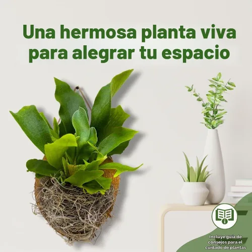 Vista 3 de BubbleBlooms Placa de helecho cuerno de ciervo, helecho cuerno de alce en escultura de madera de cedro, montada con musgo