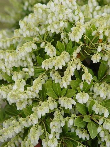 Vista 2 de Pieris jap. 'Cavatine' (Cavatine Dwarf Andromeda) Evergreen, #2 - Contenedor
