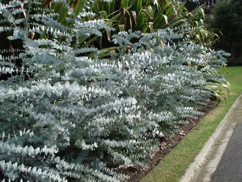 Vista 3 de Eucalyptus Silver Dollar Seeds - Planta de interior o exterior (10)