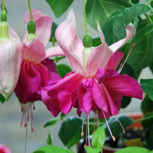 Vista 2 de Semillas de flores fucsias Bonsái casero perenne multicolor -100pcs Semillas