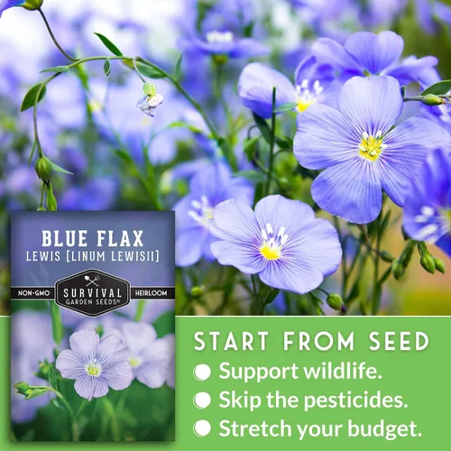 Vista 3 de Lewis - Semillas de lino azul para plantar, planta y cultiva flores silvestres nativas perennes tolerantes a la sequía para el jardín de tu hogar