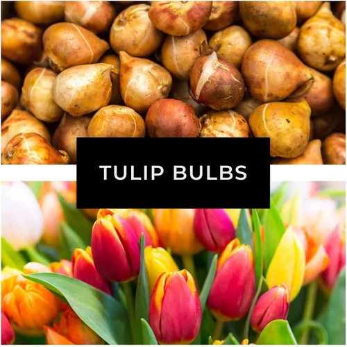 Vista 8 de Big Love - Bulbos de tulipán rosa para plantar, fáciles de cultivar (20 bombillas)