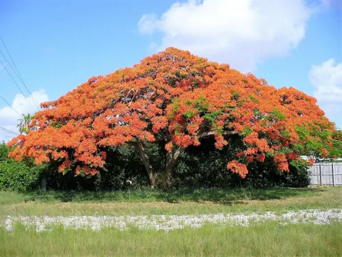 Vista 2 de Royal Poinciana Tree Delonix Regia Aka Llama Roja Extravagante Árbol Flor Jocad (10 semillas)