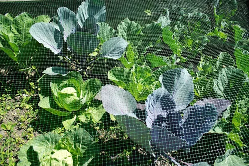 Vista 3 de Paquete variado de semillas de repollo para plantar, 4 variedades tradicionales: Bok Choy (Pac Choi), mercado de Copenhague, acre dorado y acre