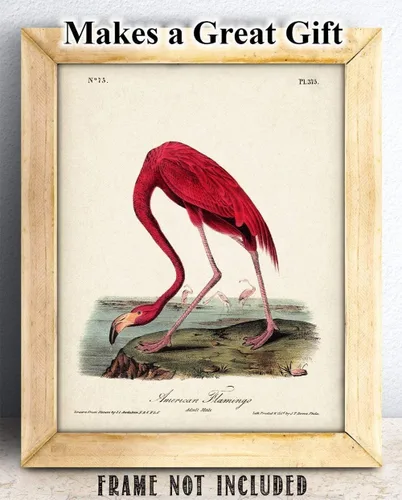 Vista 3 de American Flamingo Illustration - 11x14 Unframed Art Print - Great Wall Decor and Gift