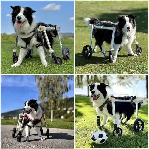 Vista 6 de Silla de ruedas ajustable de 4 ruedas para perro, ayuda para la movilidad de las piernas traseras para perros, soporte completo para patas Azul