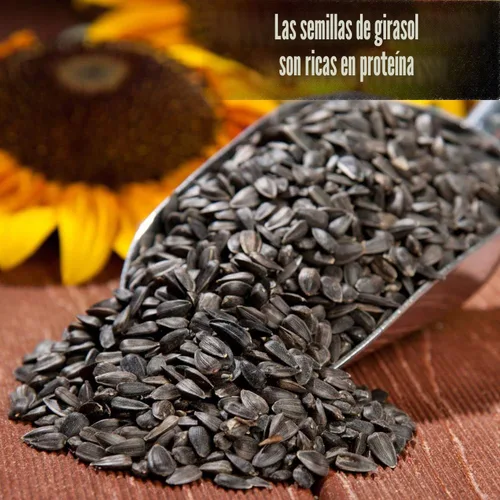 Vista 4 de Old Potters Wildlife - Semillas de girasol de aceite negro para aves y vida silvestre, sin OMG y cultivadas en Estados Unidos en pequeñas granjas