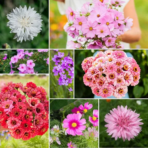 Vista 7 de Eden Brothers Zinnia Seeds - Mezcla de California Giants, semillas sin OMG para plantar, 5 libras Semillas de flores de bajo mantenimiento