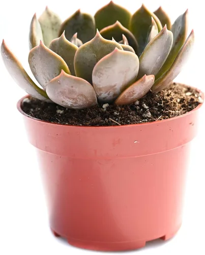 Vista 13 de Planta suculenta Echeveria viva - Suculenta Echeveria de 4 pulgadas (Echeveria Branco)