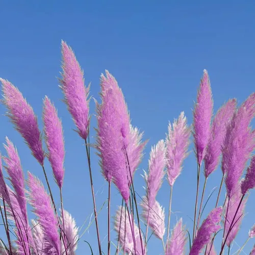 Vista 7 de 1000+ semillas mixtas de hierba de las Pampas Cortaderia Selloana para plantar, semillas de plantas ornamentales, decoración de jardín, flores altas