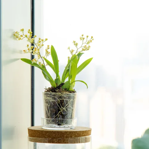 Vista 6 de Maceta Phoenix Vine de 3.5 pulgadas de acrílico transparente con bandeja, maceta para orquídeas con agujeros de drenaje, platillo profundo