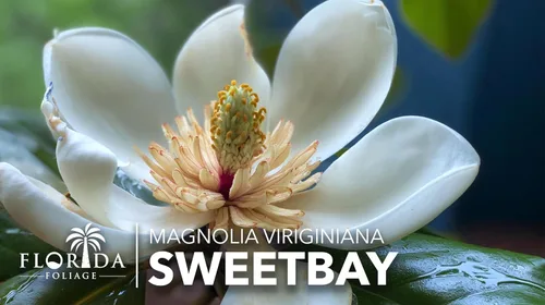 Vista 3 de Sweetbay Magnolia Virginiana 3 plantas vivas Flores blancas fragantes, árbol de paisaje versátil, tolerante a la sombra, plantación