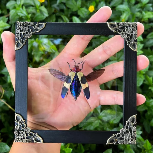 Vista 7 de 2 Real Dragonfly Specimens Shadow Box Framed Insect Display Oddities Curiosities Entomology Collection Natural History Wall Decor Gift for Nature