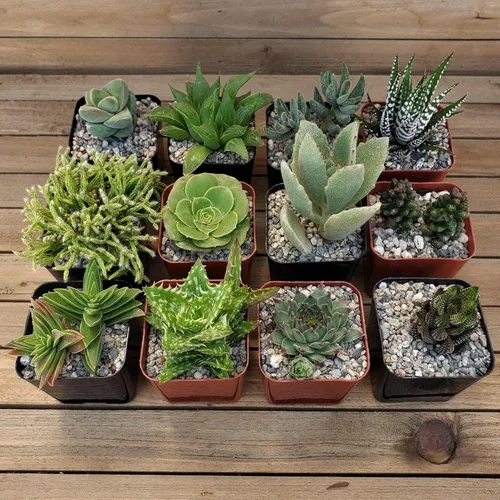 Vista 2 de Green Garden - Suculentas de 2 pulgadas (paquete de 16) cactus suculentas reales