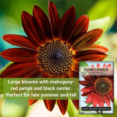 Vista 3 de Sow Right Seeds - Semillas de girasol Velvet Queen para plantar - Cultiva girasoles gigantes al aire libre en tu jardín - Paquete de reliquia sin