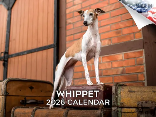 Vista 36 de Calendario de Lebrel Afgano 2025 2026, calendario mensual de pared de raza canina, 12" x 18" abierto, papel grueso sin traspaso, ideal para regalo