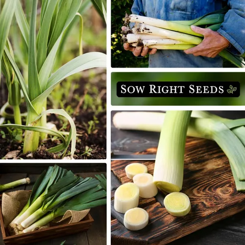 Vista 4 de Sow Right Seeds - Semillas de puerro gigantes para plantar - Paquete de reliquia sin OMG con instrucciones para plantar y cultivar un huerto