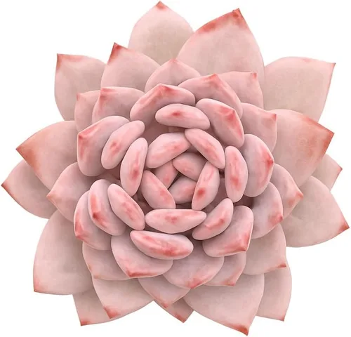 Vista 9 de Echeveria Agavoides Blue Dragon – Planta suculenta viva – 3 pulgadas – Tolerante a la sequía, bajo mantenimiento, perfecta para decoración