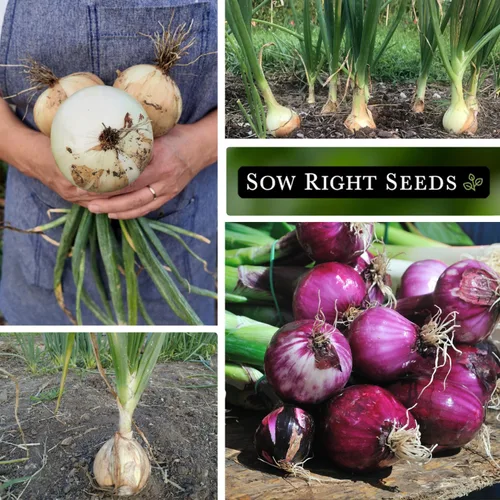 Vista 4 de Sow Right Seeds - Colección de semillas de cebolla de día largo para plantar - Amarillo dulce español, Ringmaster, rojo rubí, Ailsa Craig, Walla