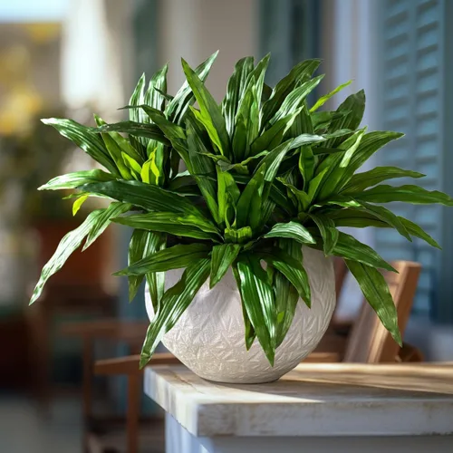 Vista 14 de 4 Piezas Tallos de Vegetación Artificial Helecho Nido de Pájaro Falso Ramas Falsas Plantas Artificiales Dracaena Falsa Realista Plantas Realistas