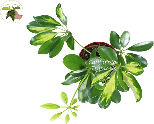 Vista 2 de Schefflera Arboricola 'Gold Capella' - 4'' desde California Tropicals