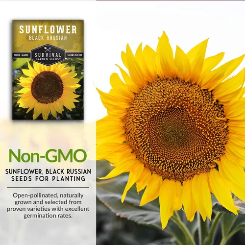 Vista 3 de Paquete de 1 semilla de girasol ruso negro para plantar, paquete con instrucciones para cultivar flores para aceite o alimentación de aves