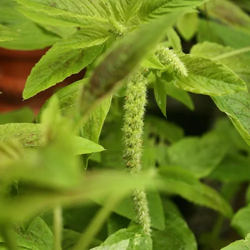 Vista 2 de 300 SEMILLAS DE CALALOO Jamaicano (Amaranto Comestible) Real Jamaican Organic Heirloom