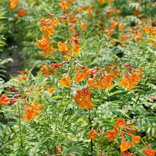 Vista 2 de CHICKLET® Orange Trompet Bush - Tecoma fulva - Ganadores probados - Olla de 4