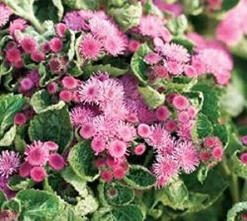 Vista 3 de Semillas de flores de hilo dental, Ageratum houstonianum, nube nueve rosa-pel, variedad temprana (400 semillas)