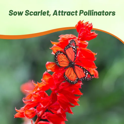 Vista 6 de Outsidepride Salvia Coccinea - Semillas de salvia escarlata para plantar, 5000 piezas de semillas de flores silvestres perennes, tolerantes al calor