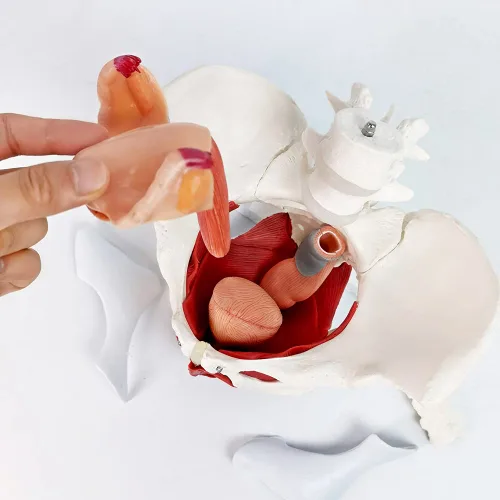 Vista 4 de Modelo femenino de pelvis y perineo con órganos extraíbles, montaje magnético, modelo anatómico del músculo del suelo pélvico femenino y útero