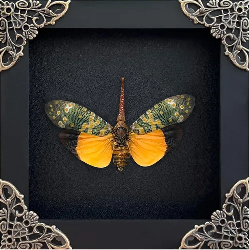 Vista 108 de 2 Real Dragonfly Specimens Shadow Box Framed Insect Display Oddities Curiosities Entomology Collection Natural History Wall Decor Gift for Nature