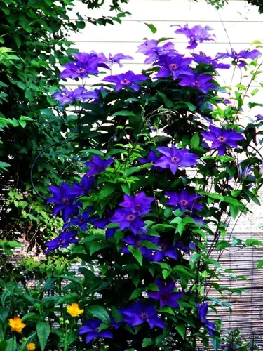Vista 6 de Semillas de Clematis Mixtas Flor Vid Flor Perenne 20 Pcs Semillas