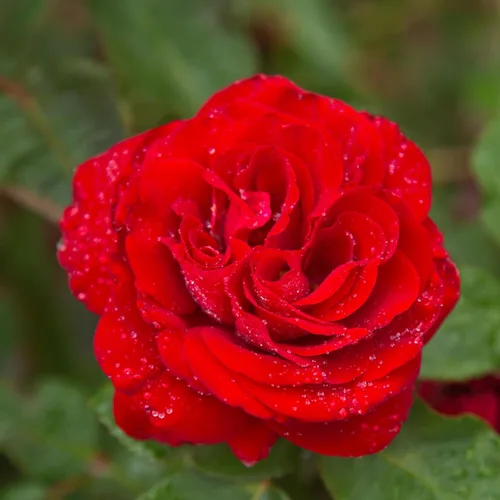 Vista 15 de Rosas resistentes de reliquia, planta de raíz propia, Hawkeye Belle Blanco cremoso con bordes rosados