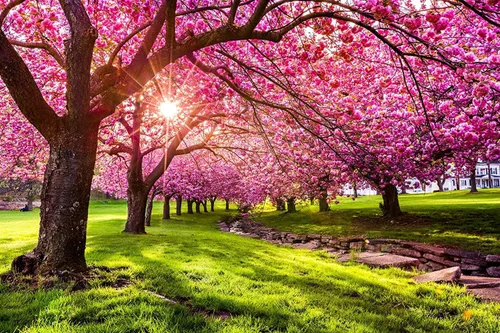 Vista 2 de 25 semillas de árbol de flor de cerezo japonés en flor