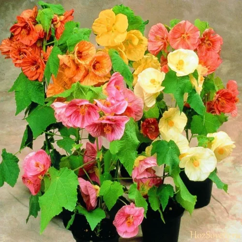 Vista 7 de Semillas de mezcla de arce floreciente Abutilon cultivar en interiores para plantar sin OMG (50 semillas en paquete)