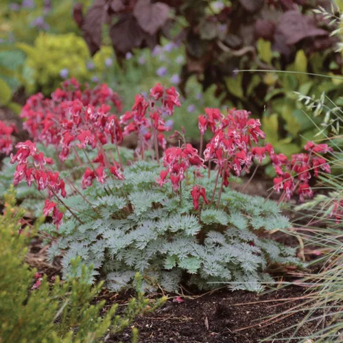 Vista 7 de Outsidepride Semillas de corazón sangrante con flecos Dicentra Eximia – 100 unidades. Semillas perennes, adaptables y resistentes, semillas