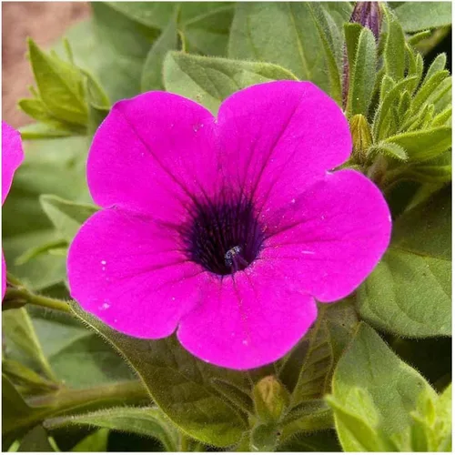 Vista 6 de Everwilde Farms - 2000 semillas de flores silvestres Shanin Wild Petunia - Paquete de semillas Gold Vault