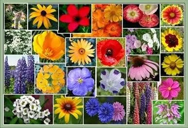 Vista 9 de Mezcla de semillas de flores silvestres del sudeste a granel sin OMG 450,000 semillas (1 libra)