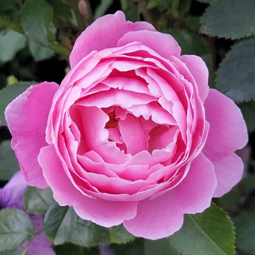 Vista 5 de Rosas de té híbridas de reliquia, planta de raíz propia viva para jardín al aire libre, Sister Emmanuelle™, excepcionalmente fragantes, zonas