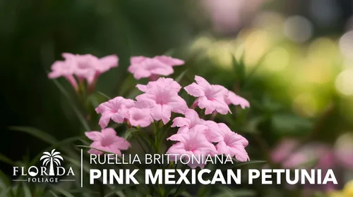Vista 2 de Rosa petunia mexicana 1 planta de tamaño de galón comercial grande Ruellia Brittoniana Polinizador de paisaje con flores rosadas Cubierta