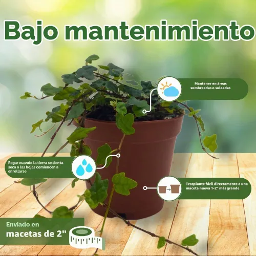 Vista 5 de BubbleBlooms String of Frogs - Juego de 3 plantas miniatura Ficus Quercifolia de hoja de roble de 2 pulgadas