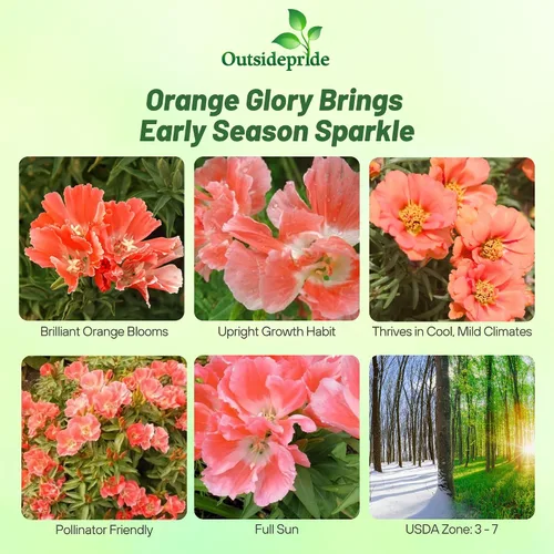 Vista 2 de Outsidepride 5000 semillas anuales Godetia Orange Glory Flower Seeds para plantar