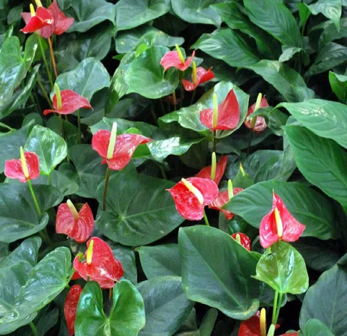 Vista 5 de Summer Special - Planta de anturio rojo hawaiano de 6 a 10 pulgadas en una maceta de 2 pulgadas
