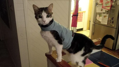Vista 2 de Mynwood Cat Jacket /Arnés Black Denim Kitten hasta 8 meses