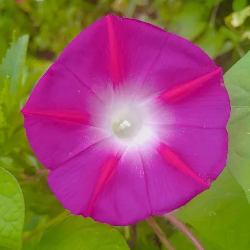 Vista 18 de Eden Brothers Morning Glory Seeds - Picotee azul, semillas sin OMG para plantar, 1 onza Semillas de flores de bajo mantenimiento, plantas durante