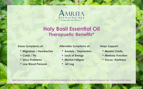 Vista 4 de Amrita Aromatherapy: Aceite esencial orgánico de albahaca sagrada (Tulsi); Ocimum Sanctum 100% puro y sin diluir; aceite de aromaterapia de alta